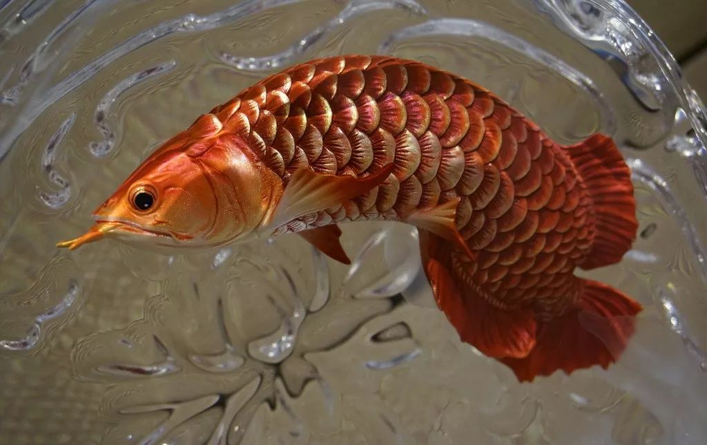 盘点一下，在龙鱼繁殖上踩过的坑