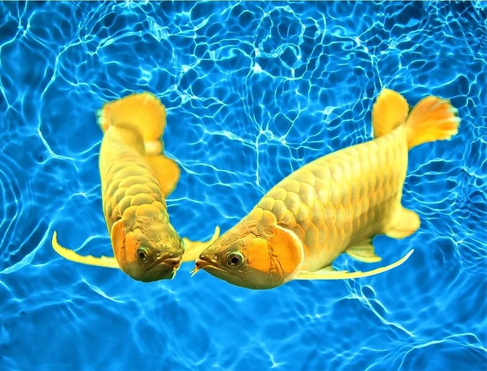 龙鱼繁殖为什么难,龙鱼容易出现的问题