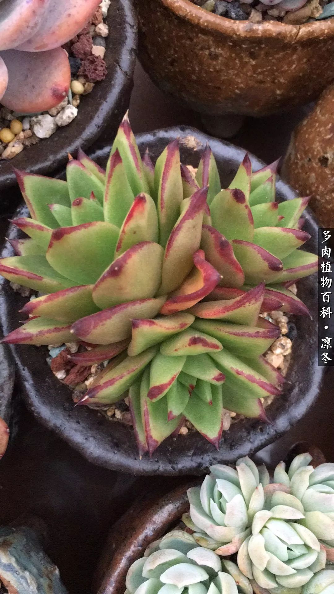 一入装修深似海从此钱包是路人,一入花坑深似海从此钱包成路人