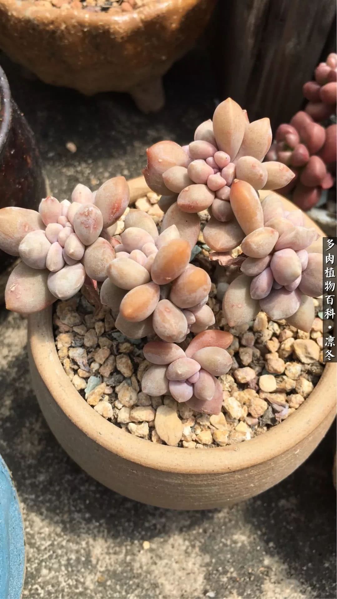 一入装修深似海从此钱包是路人,一入花坑深似海从此钱包成路人