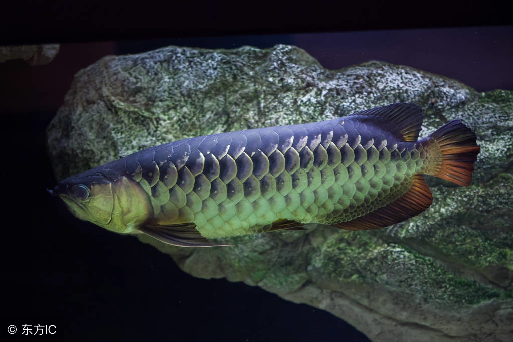 盘点一下，在龙鱼繁殖上踩过的坑