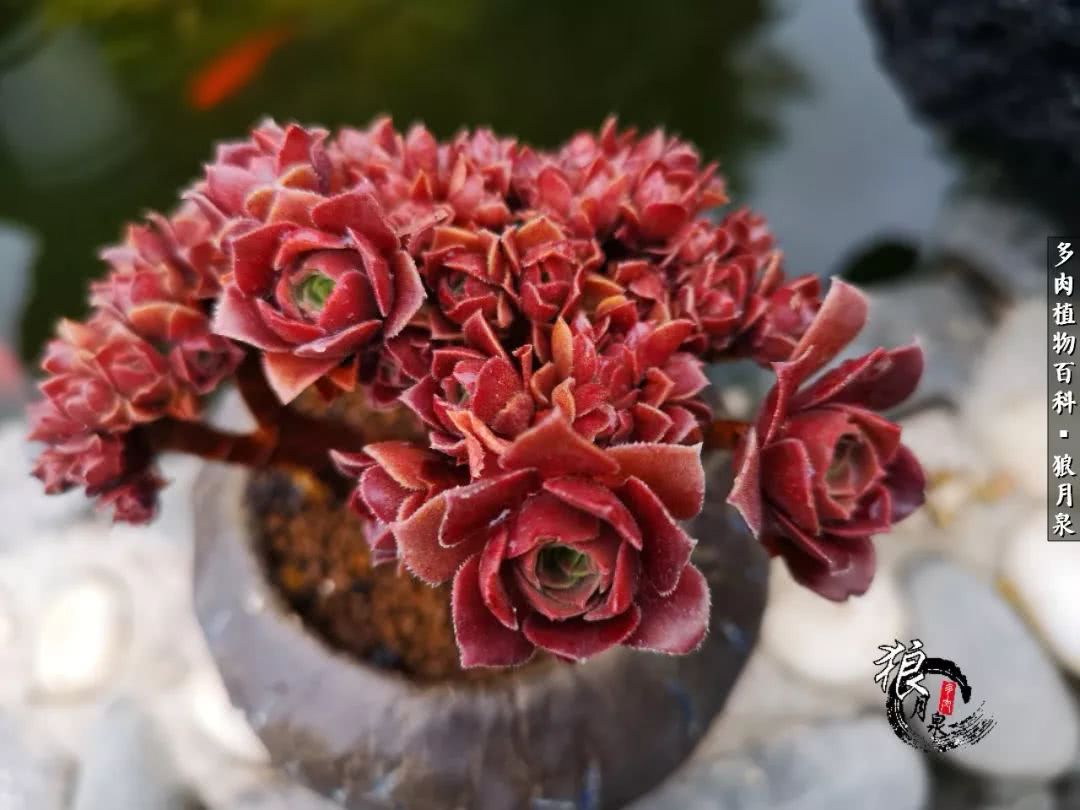 多肉度夏的前期准备,多肉度夏前杀菌