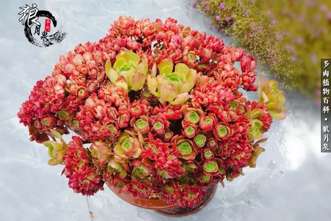 多肉度夏的前期准备,多肉度夏前杀菌