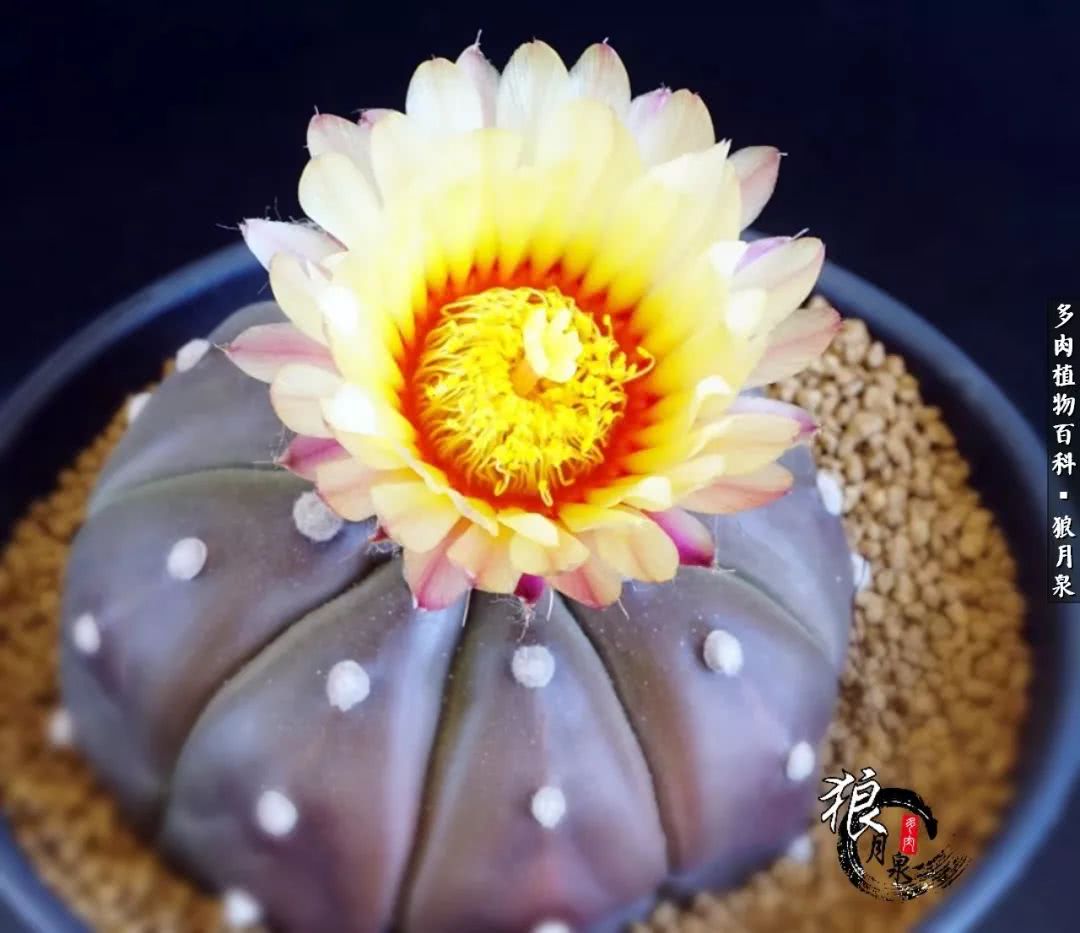 多肉度夏的前期准备,多肉度夏前杀菌