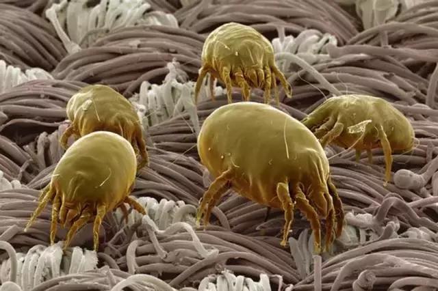 天热驱蚊虫方法,天气热如何消灭蚊子