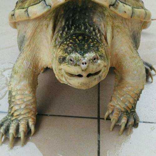 鳄龟放生的危害,鳄龟可以吃死龟吗