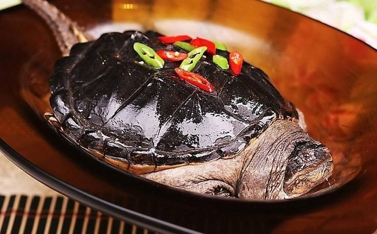 鳄龟放生的危害,鳄龟可以吃死龟吗