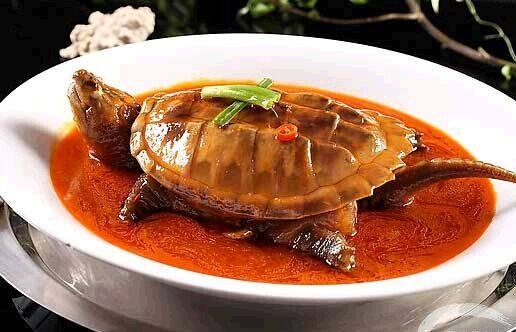 鳄龟放生的危害,鳄龟可以吃死龟吗