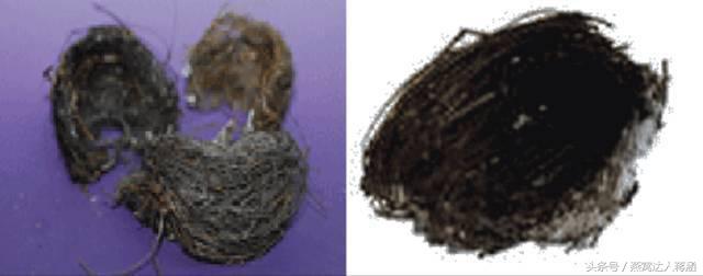 如何分辨真燕窝和假燕窝,燕窝造假小视频