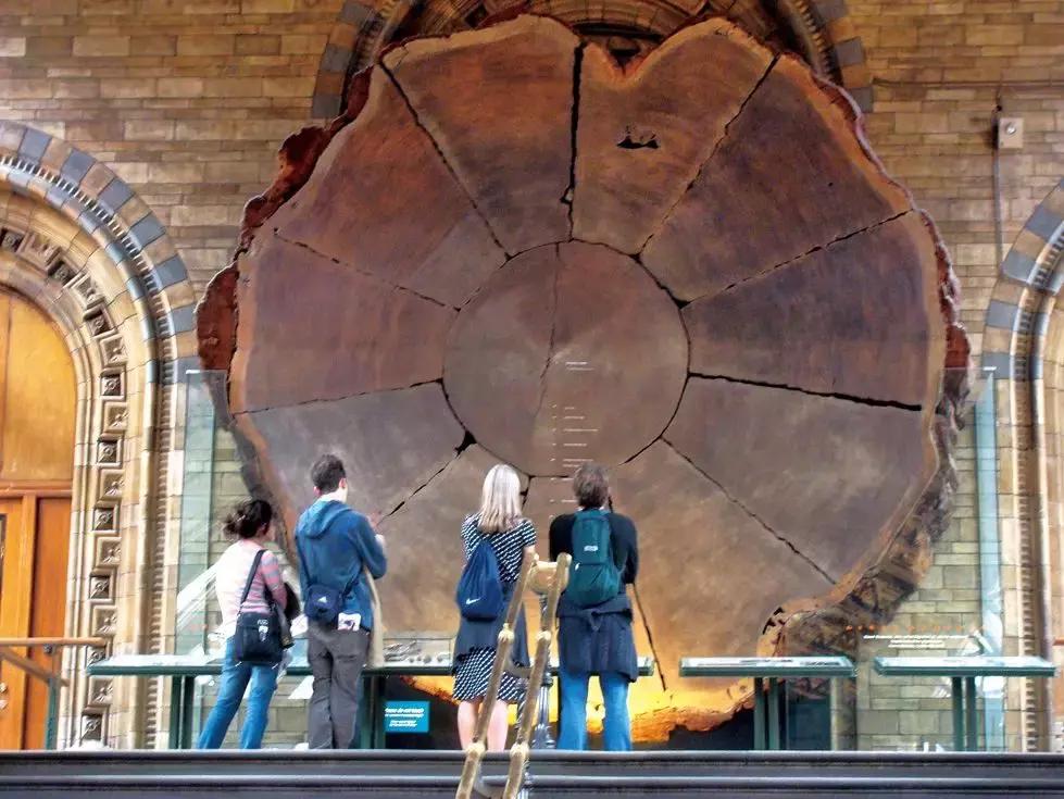 乐享全民刷馆｜跟罗熹去英国自然历史博物馆