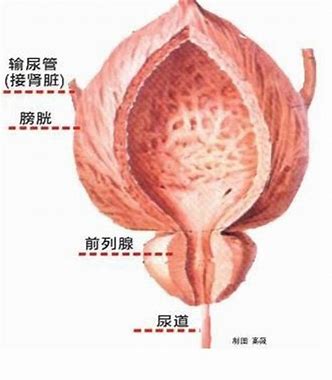 前列腺炎的用药大全,前列腺炎的药