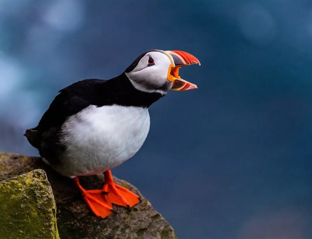 单反指的是什么,单反是光学相机吗