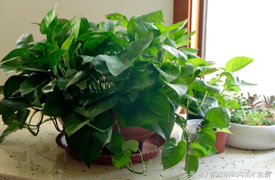 花卉绿萝怎么养才能生根,绿萝冬季栽种烂根怎么办