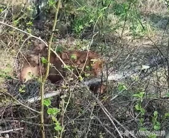 迷路的森林小麋鹿,迷路小麋鹿