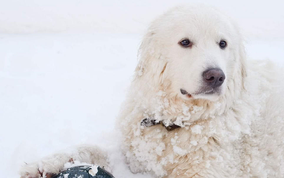 家里养一只大白熊犬是什么感觉,养大白熊犬