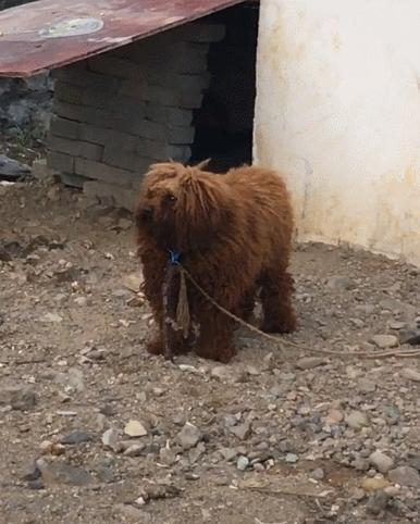 曾经它是个王者,曾经他是王者后来被狗追了