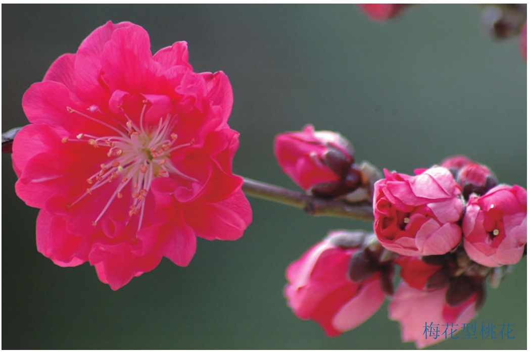 观赏桃花树盆栽种植方法,观赏桃花怎样扦插繁殖