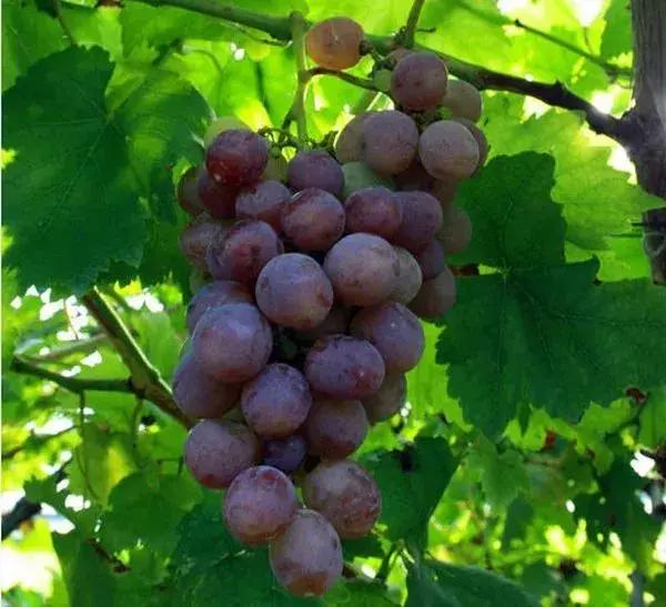 海南共享农庄批几个村庄,海南2019年首批共享农庄