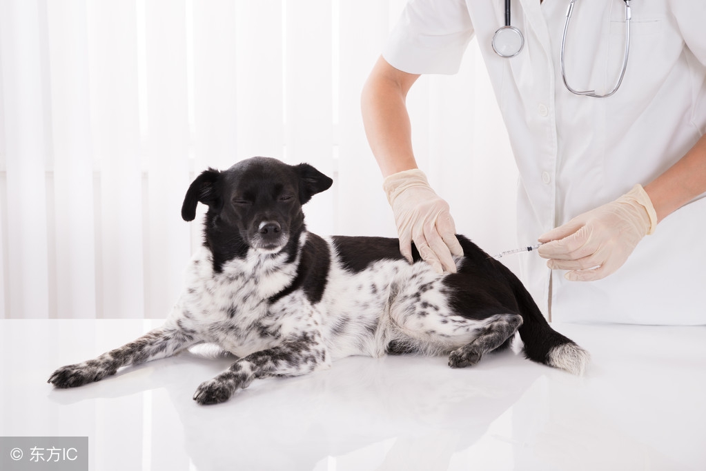 我的狗生我负责，狗生的十大威胁全掌握