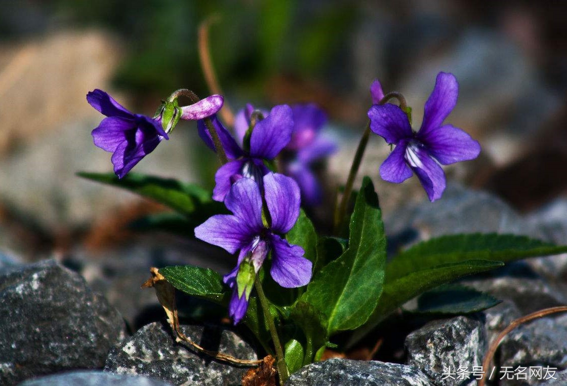 农村治疗前列腺的草红花,农村治疗前列腺增生的草有哪些