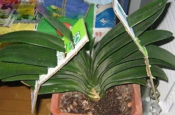 君子兰叶片歪斜严重怎么矫正,君子兰叶子歪斜矫正多少天