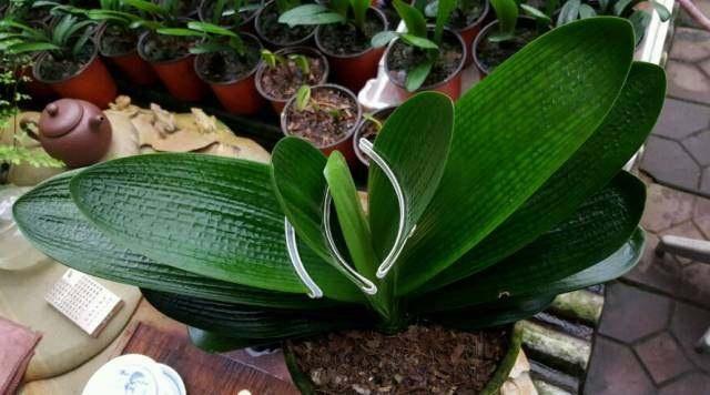 君子兰叶片歪斜严重怎么矫正,君子兰叶子歪斜矫正多少天