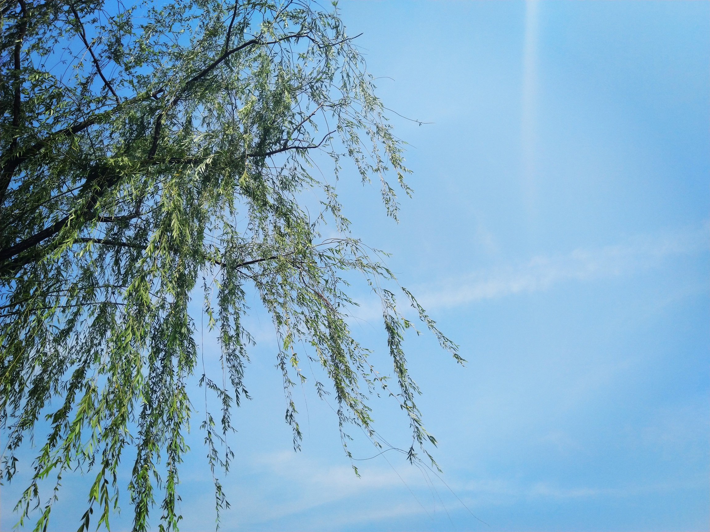 李白云想衣裳花想容这首诗背景,云想衣裳花想容李白给谁写的诗