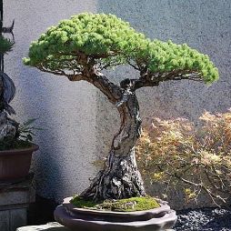 福建莆田黑松盆景的养护方法 (黑松千寿丸盆景秋季养护方法)