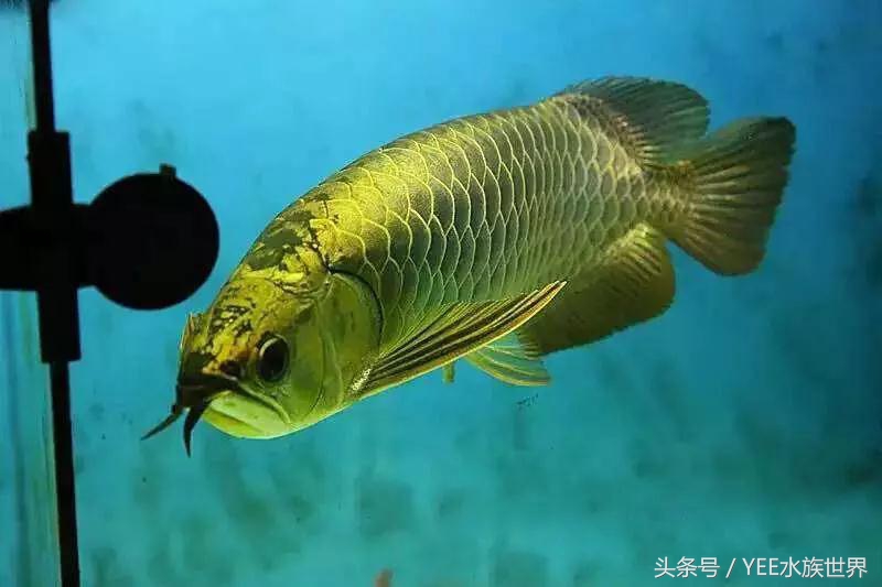 我的龙鱼王者修炼记，秘籍其实很简单