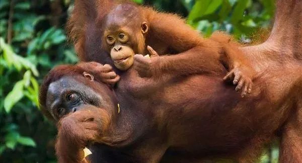 婆罗洲最神奇的探秘之旅,婆罗洲雨林探险