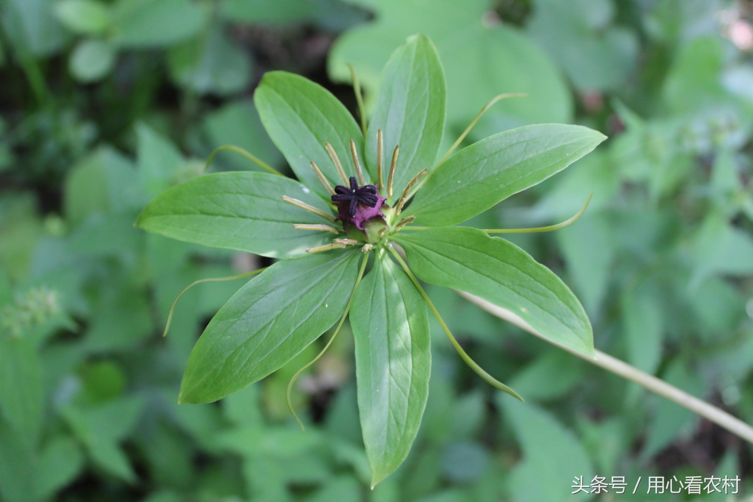 农村最常用的中草药价格,农村的各种草药及其市场价格