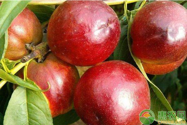 今日油桃价格多少钱一斤,大量油桃价格多少钱一斤