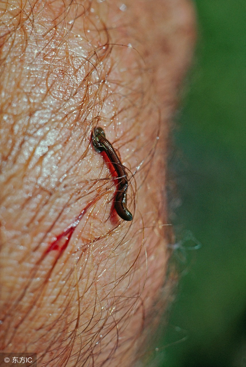 干枯的河挖出黄鳝还敢咬人,秧田掉黄鳝