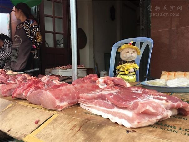 猫咪吃生肉好还是熟肉好,猫咪生肉和熟肉哪个更好消化