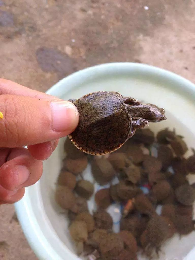 《水鬼》系列之2：陌生的她和他咋做同一个梦？