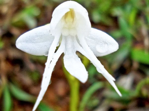 鬼吹灯最可怕的花,鬼吹灯最震撼的花