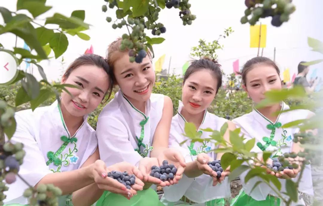 最新蓝莓采摘,蓝莓基地怎么采摘蓝莓