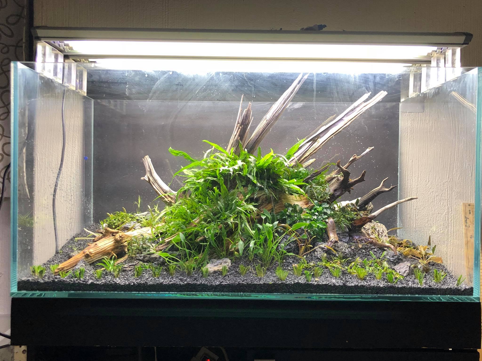 草缸的水草怎么搭配,新手草缸如何搭配水草