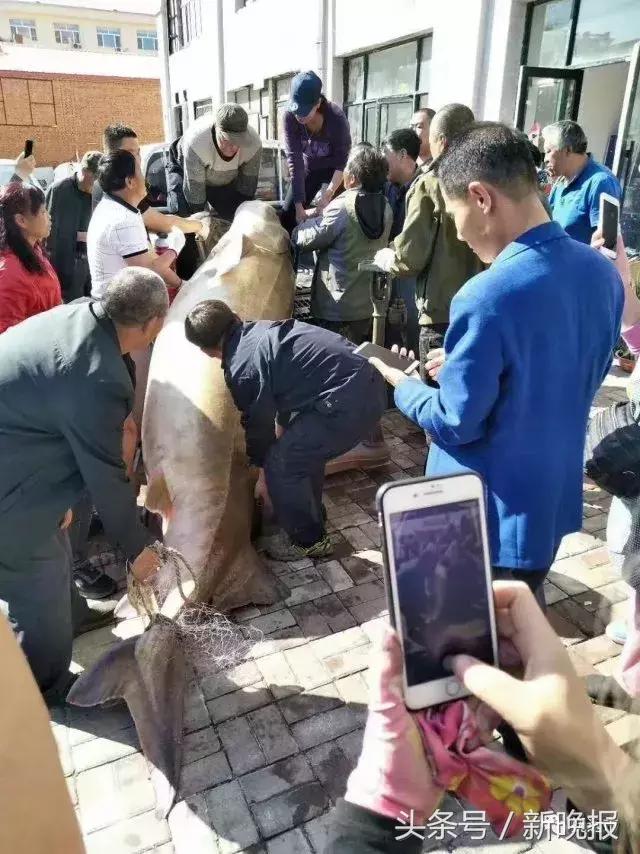 黑龙江里的鳇鱼一条几百斤,大鳇鱼1030斤现状