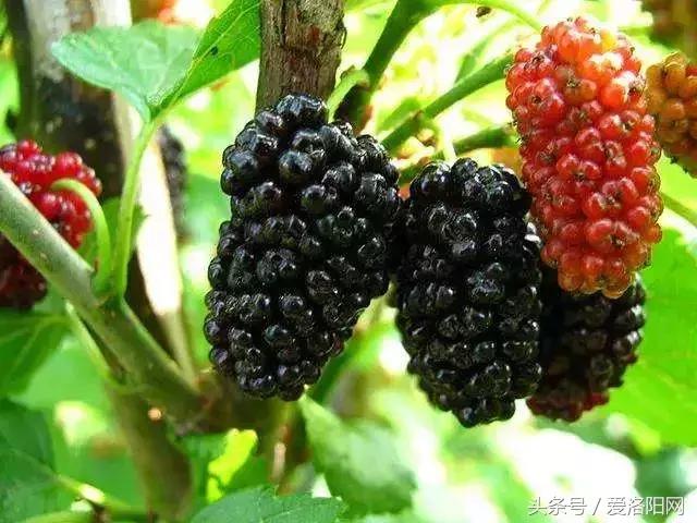 孟津最好的草莓采摘地点,冬季孟津采摘园