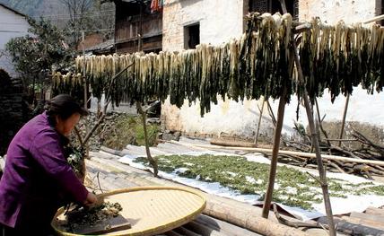 现在搞什么农业项目赚钱,做农业想赚钱必须要有新的模式