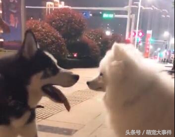 哈士奇和萨摩耶的日常打架,哈士奇和萨摩耶见面