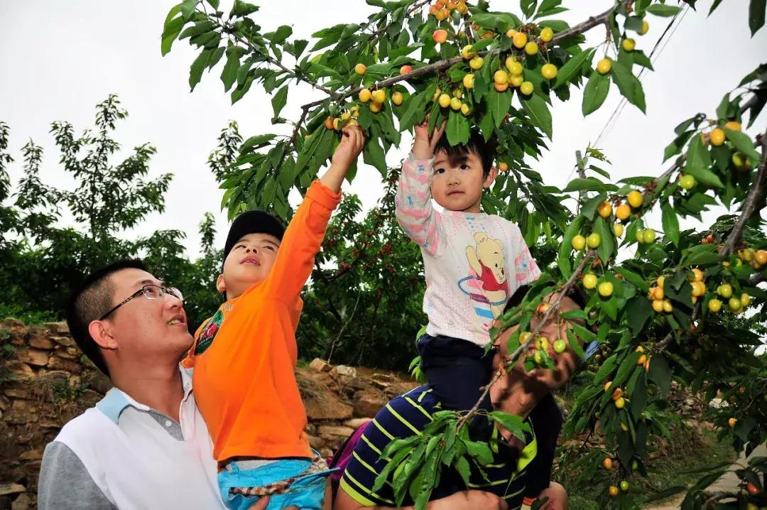 2020年烟台大棚樱桃采摘,最美樱桃季烟台露天大樱桃采摘啦