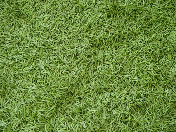 信阳毛尖云雾山茶怎么样,信阳毛尖茶推荐