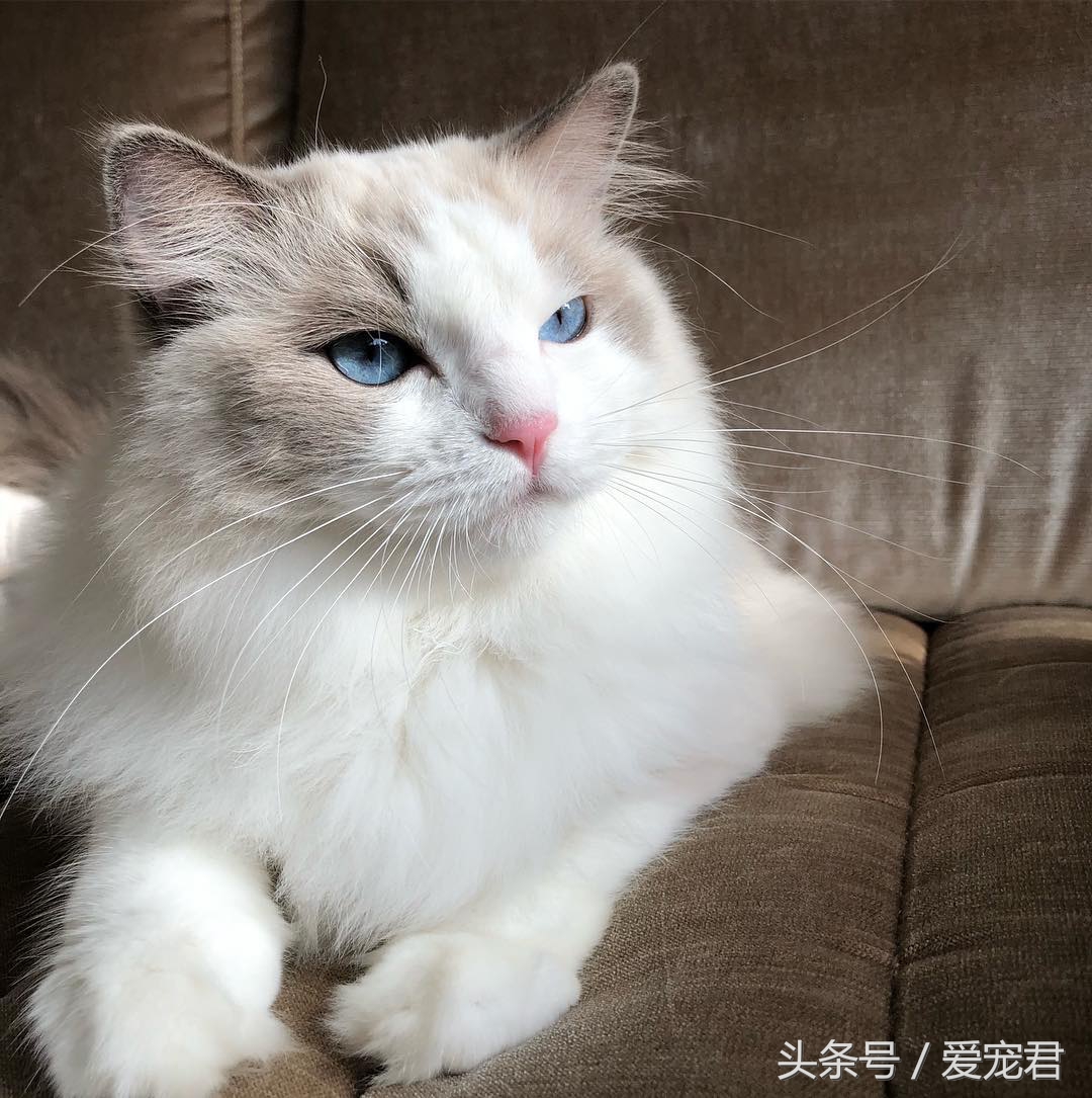 猫咪指甲挠人怎么办,一定要定期修剪猫咪的指甲