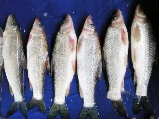 黑龙江省的鳇鱼,中国黑龙江的鳇鱼