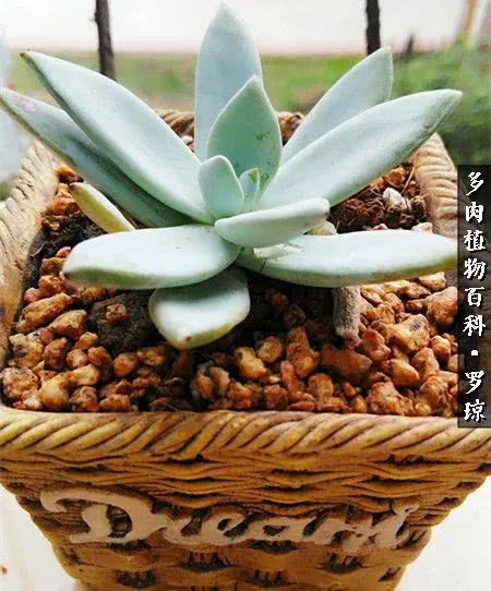 我的爱多肉原版视频,多肉我的一生所爱原版