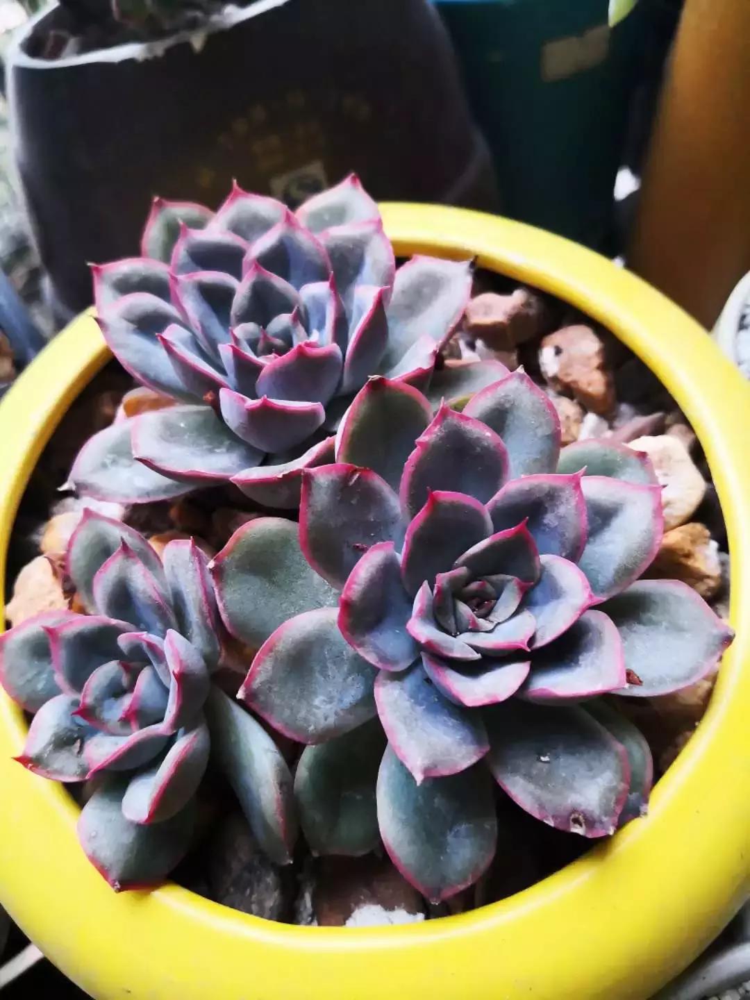 我的爱多肉原版视频,多肉我的一生所爱原版