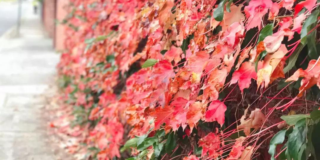留学生飞澳洲怎么买机票便宜,澳洲留学提前多久买飞机票