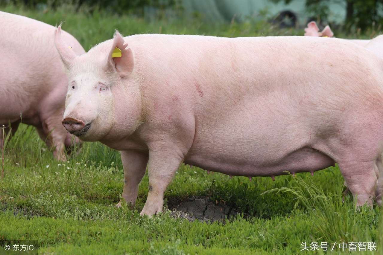 如何饲养好公猪提高精子活力,高温天气如何让猪安然度过